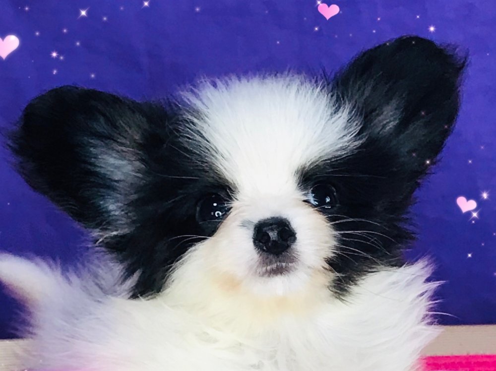 パピヨン子犬